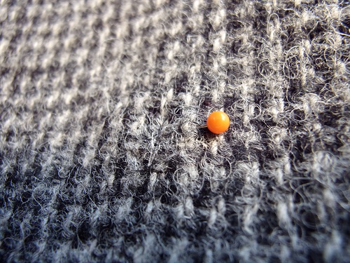 Harris-Tweed-Sakko kariert nachher
